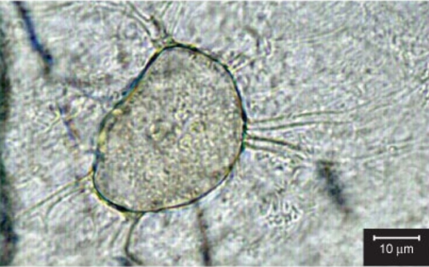 Представитель Семейства Catenariaceae